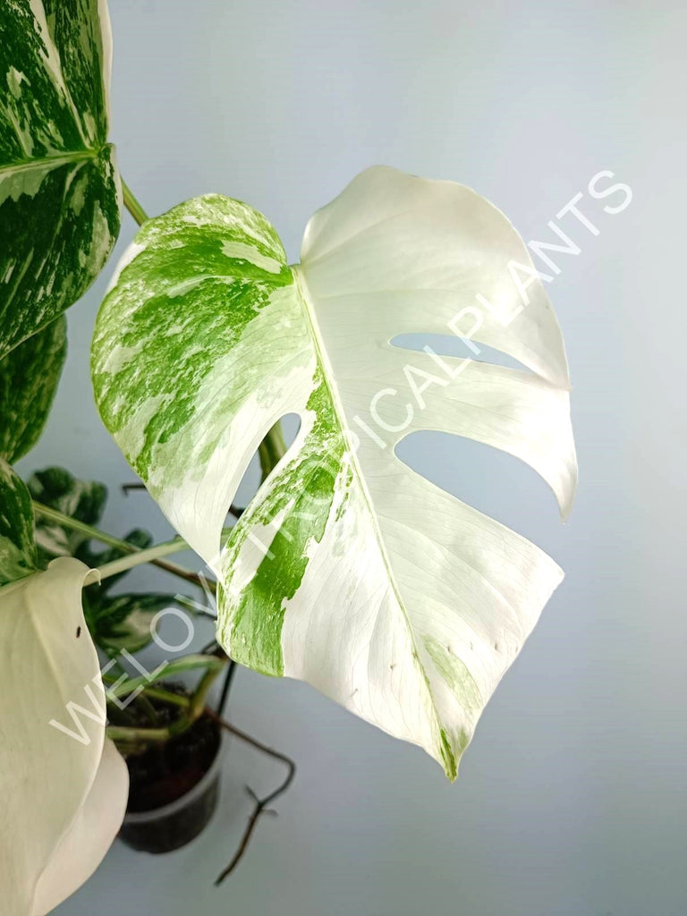 Monstera variegata albo