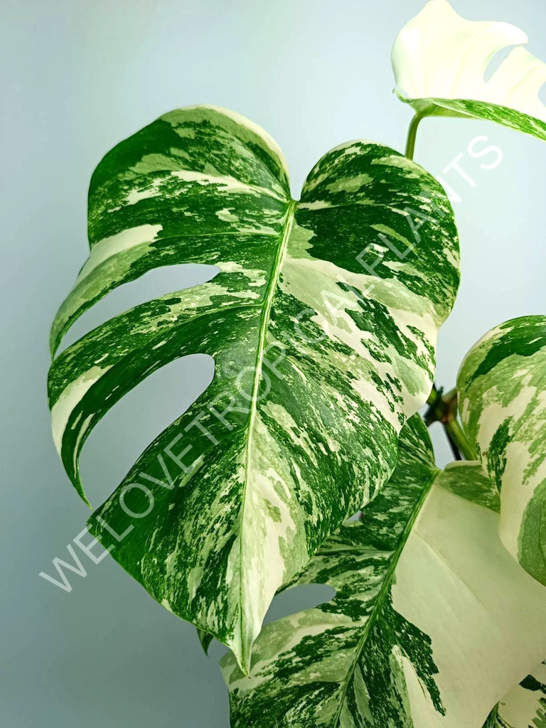 Monstera variegata albo