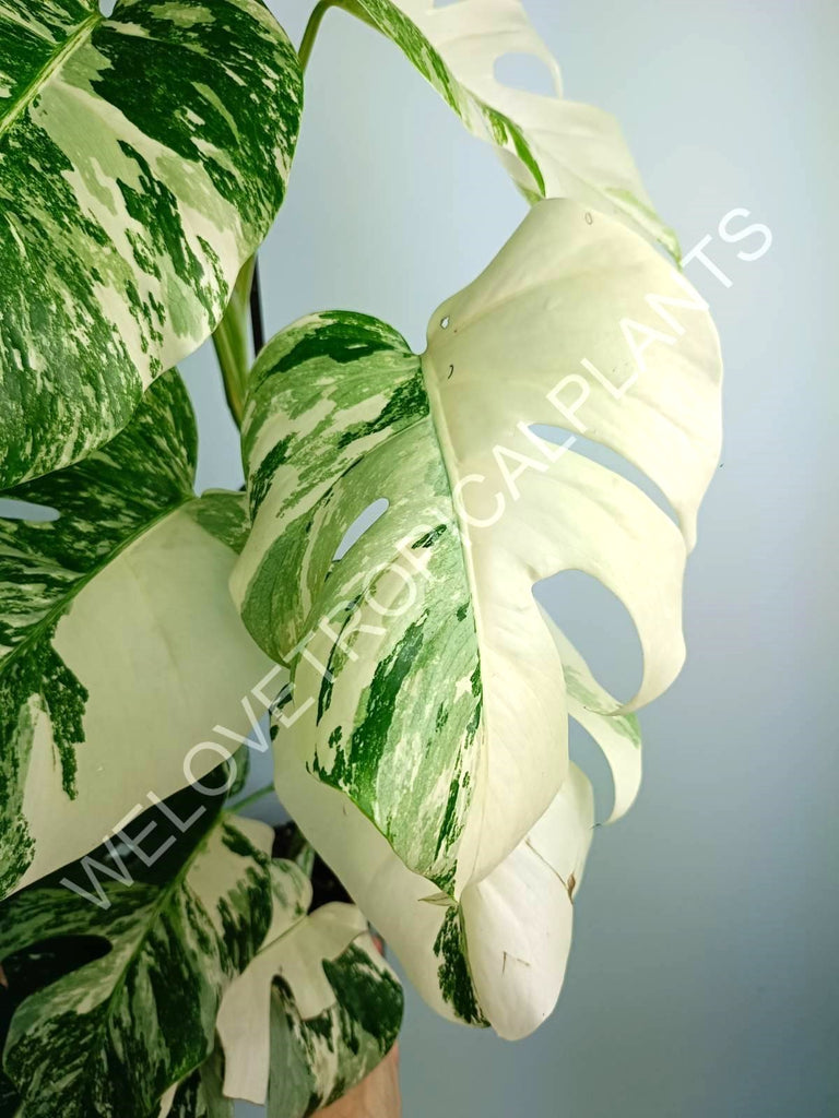 Monstera variegata albo