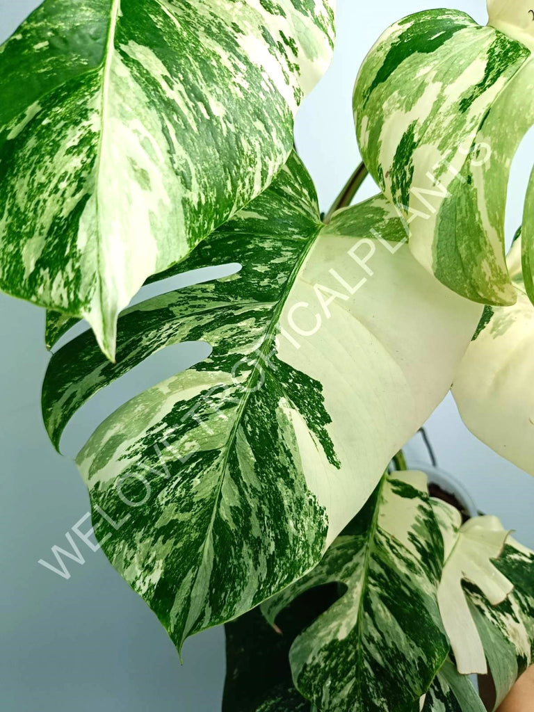 Monstera variegata albo