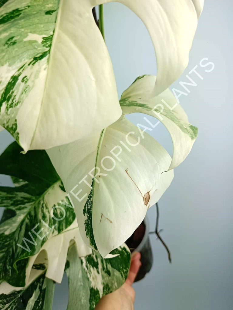 Monstera variegata albo