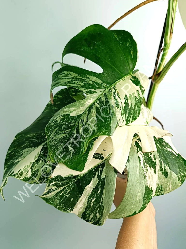 Monstera variegata albo