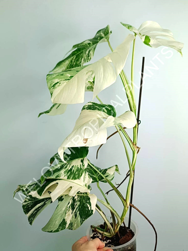 Monstera variegata albo