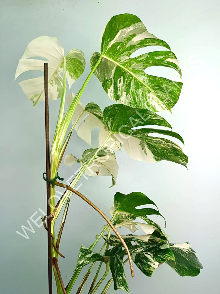 Monstera variegata albo