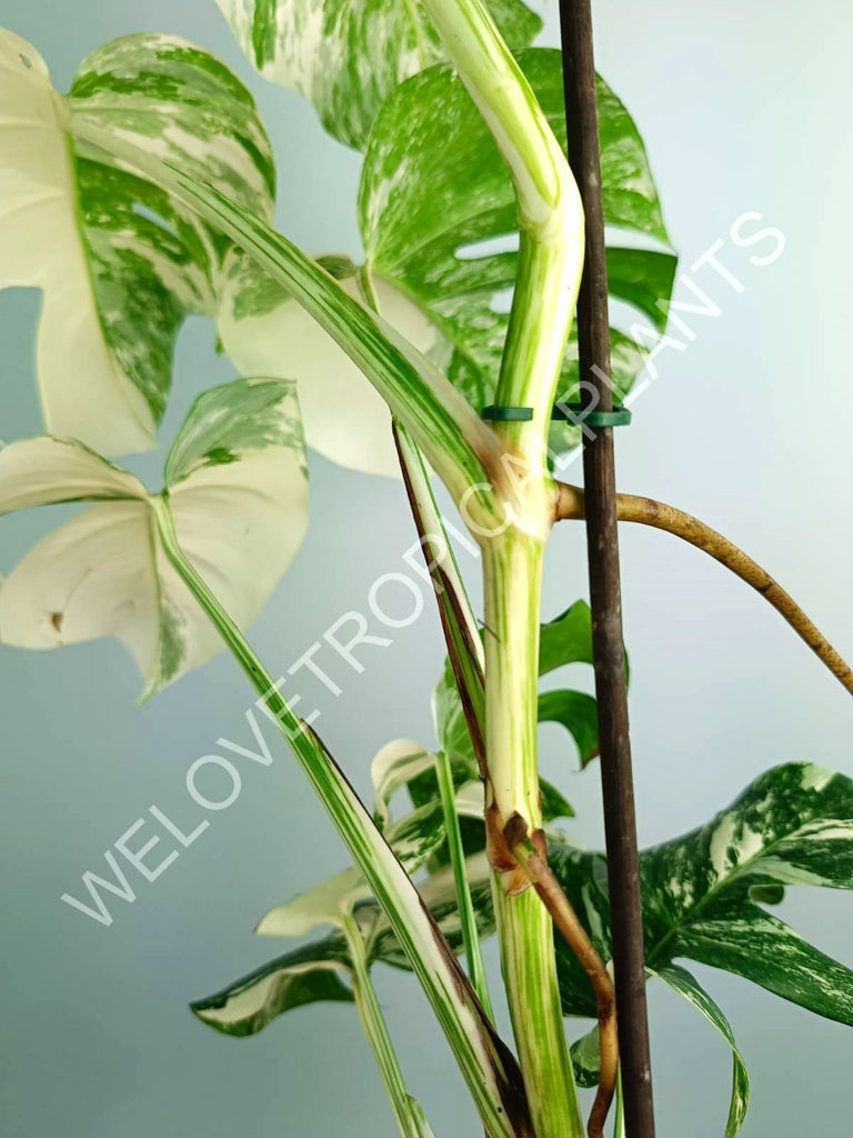 Monstera variegata albo