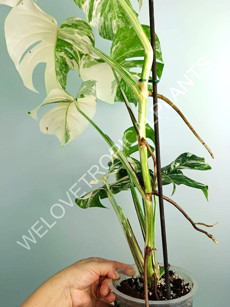 Monstera variegata albo