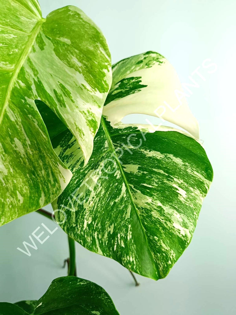 Monstera variegata albo