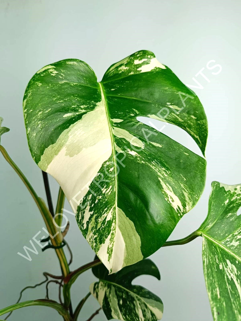 Monstera variegata albo