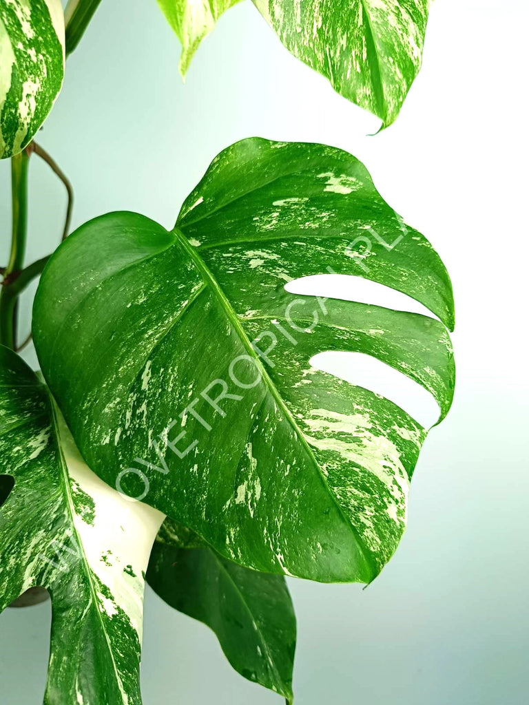 Monstera variegata albo