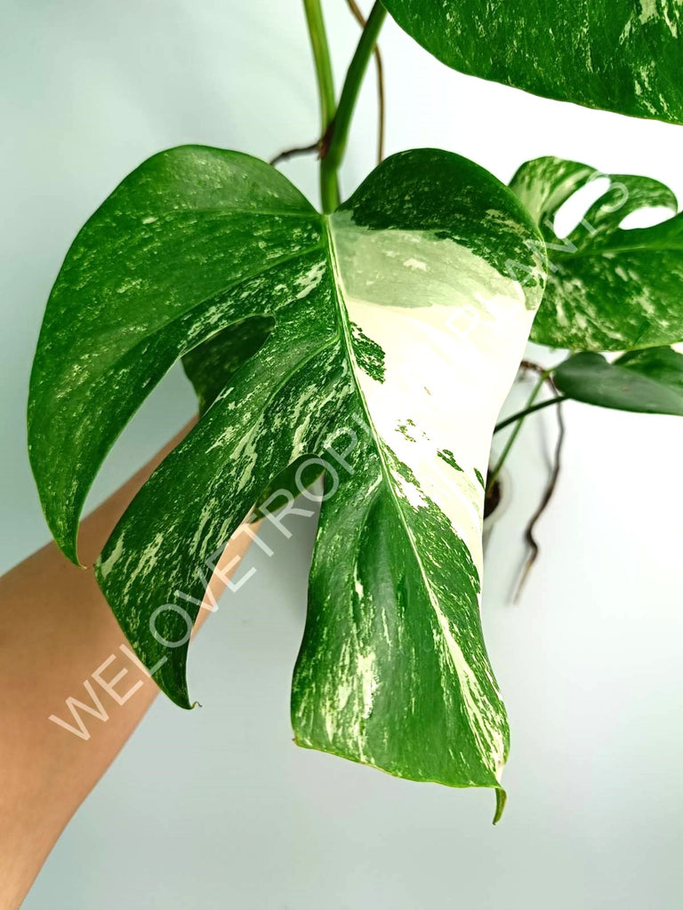 Monstera variegata albo