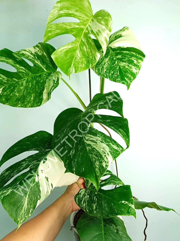 Monstera variegata albo