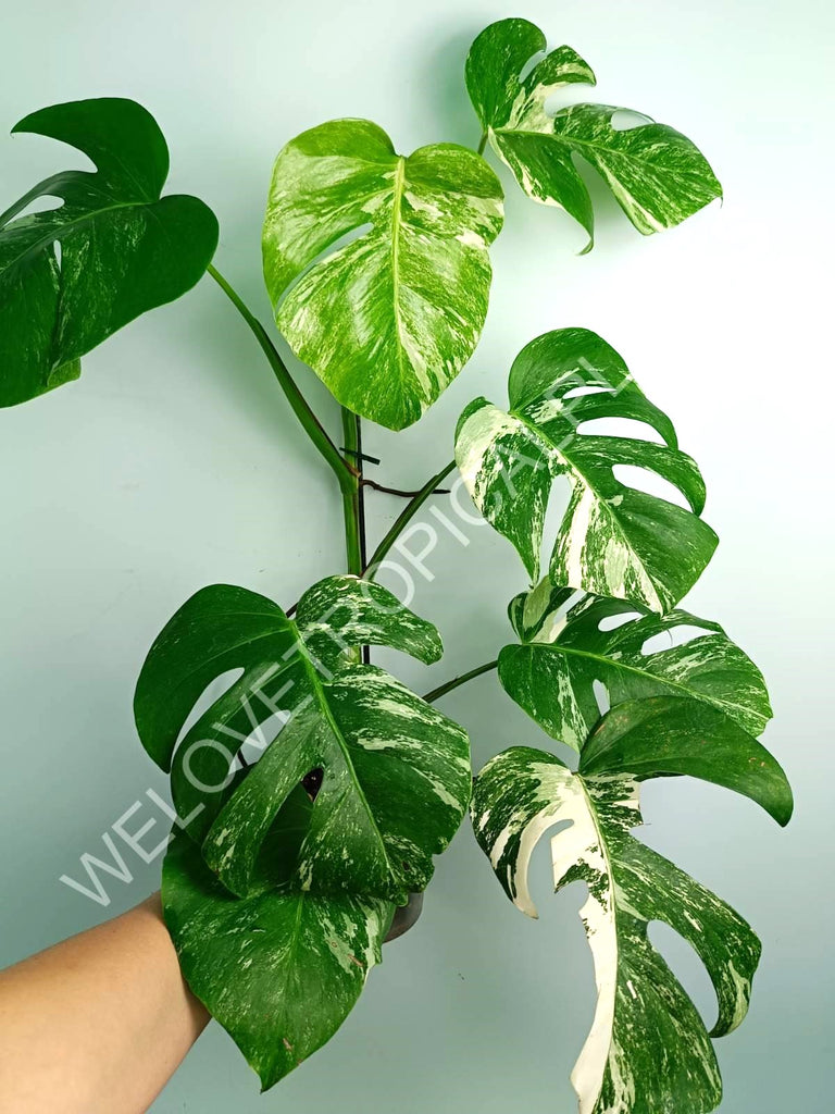 Monstera variegata albo