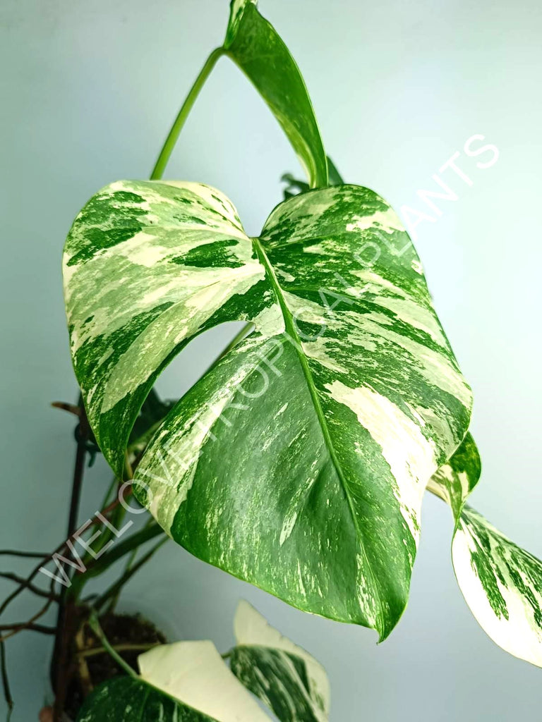 Monstera variegata albo