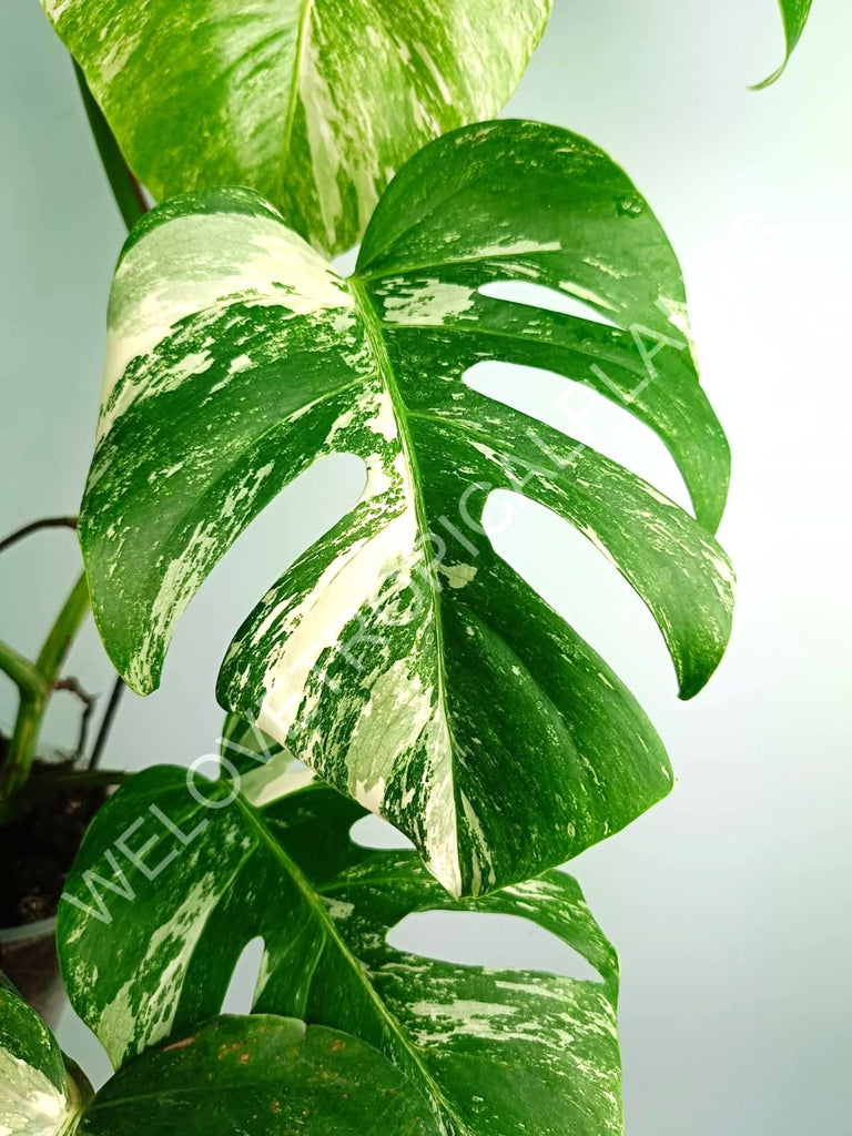 Monstera variegata albo