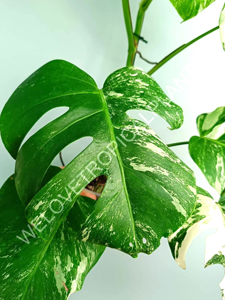 Monstera variegata albo