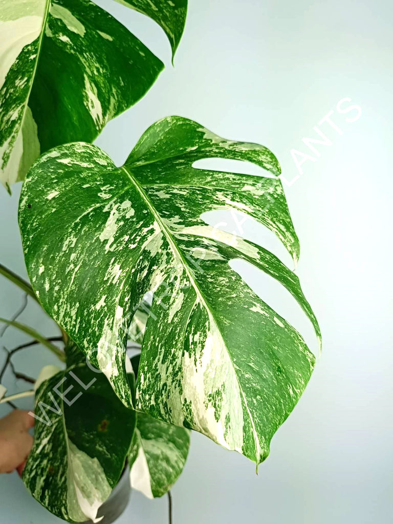 Monstera variegata albo