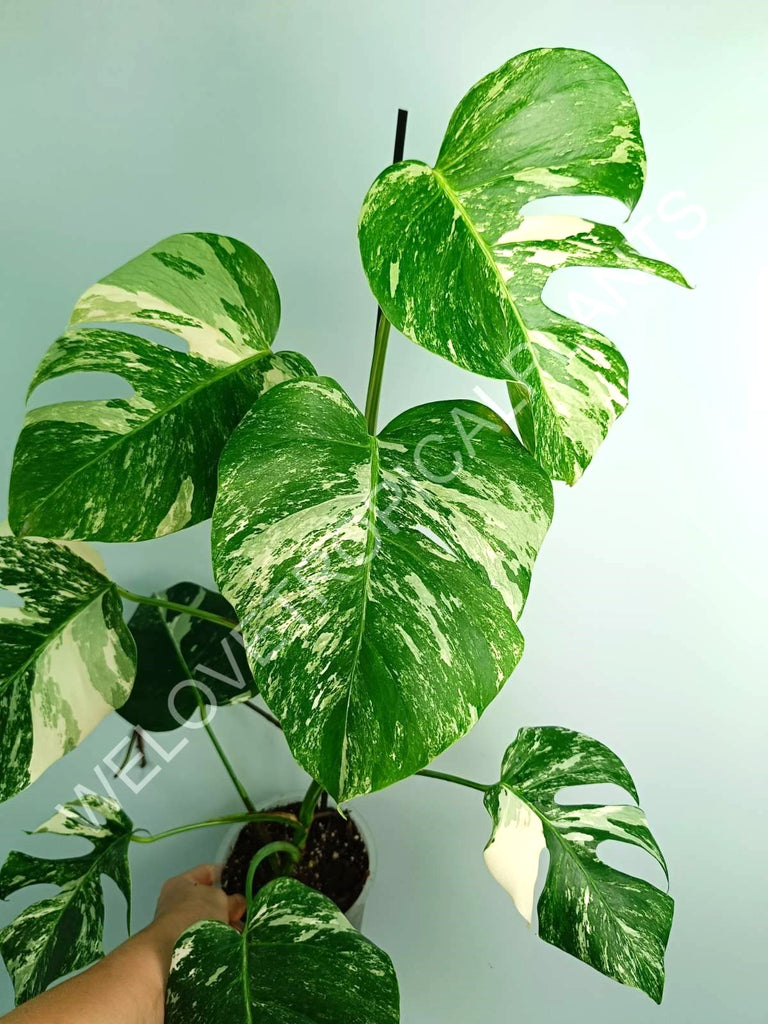 Monstera variegata albo