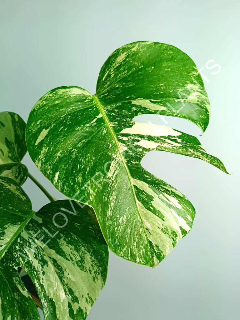 Monstera variegata albo