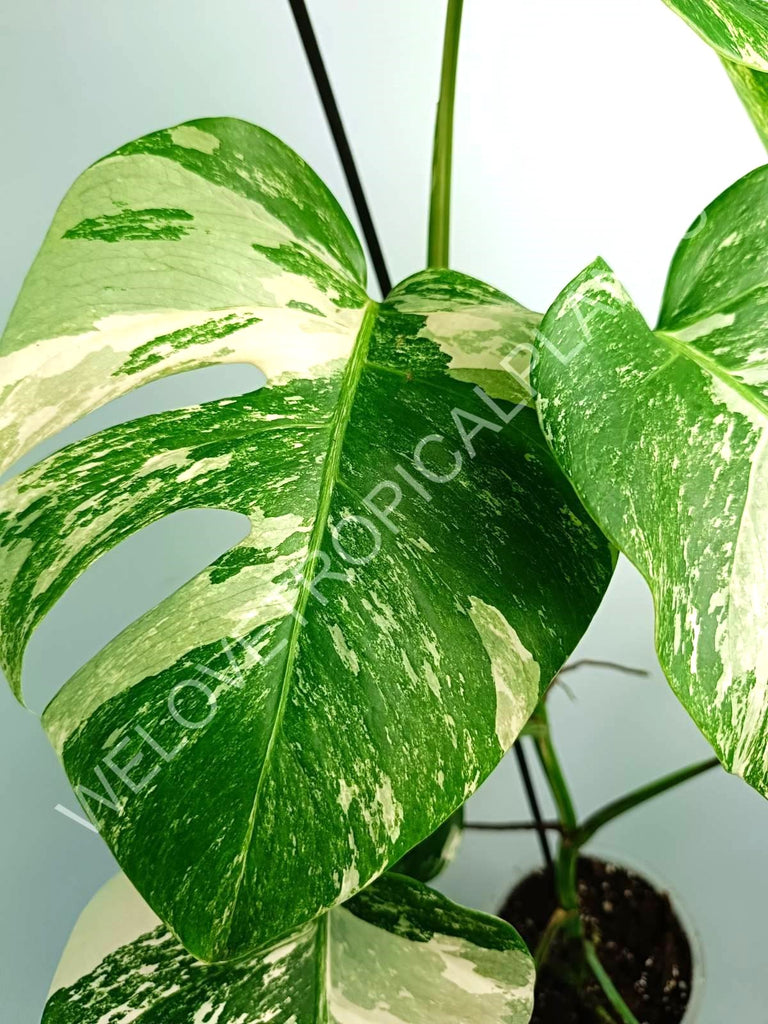 Monstera variegata albo