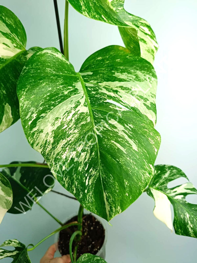 Monstera variegata albo