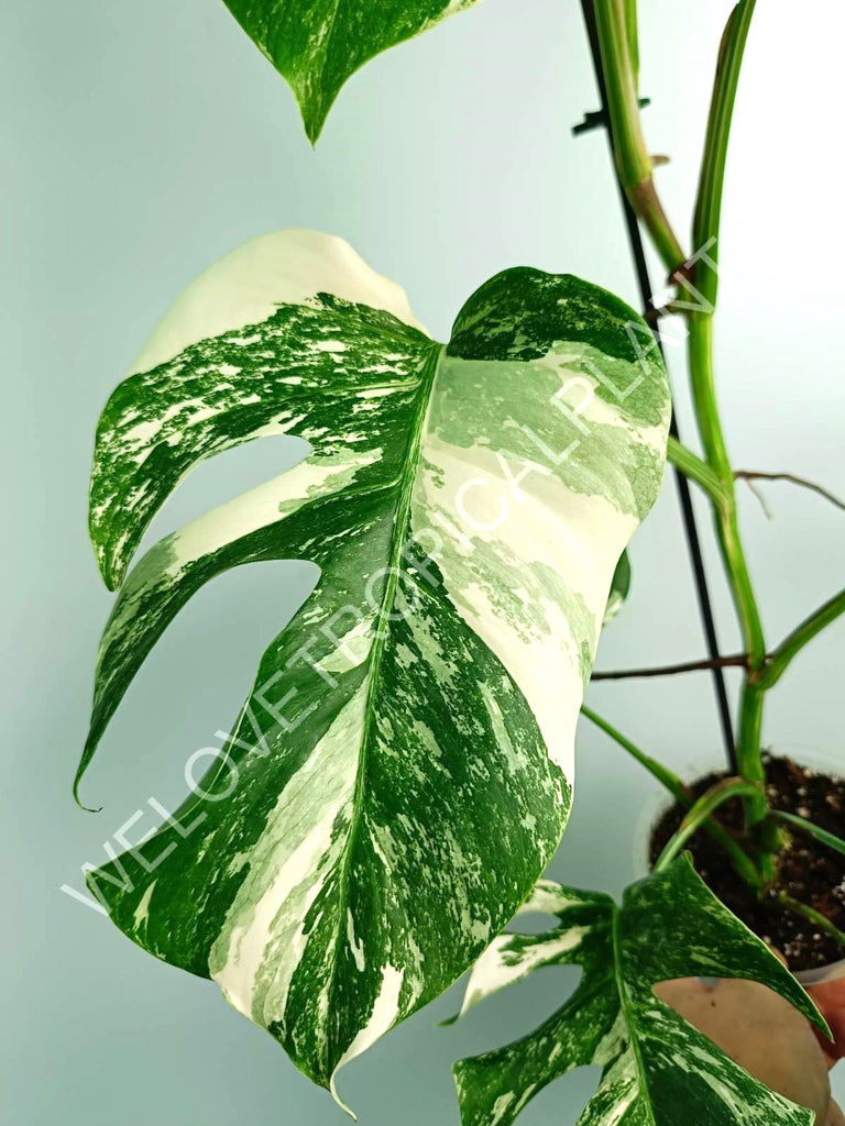 Monstera variegata albo