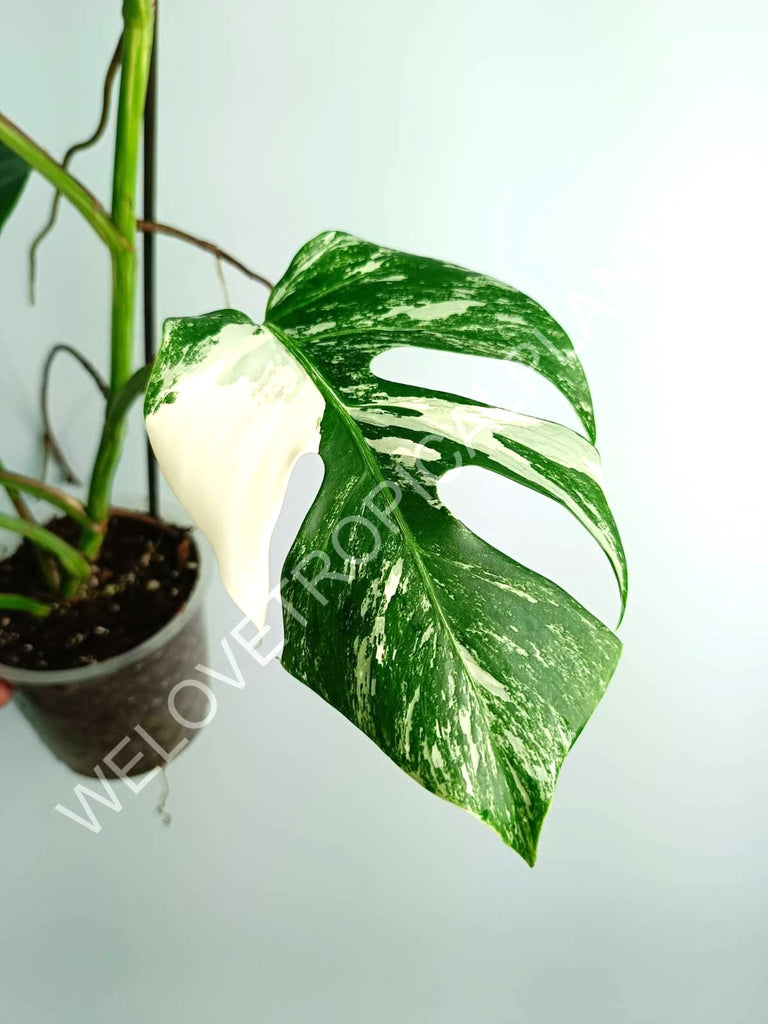 Monstera variegata albo