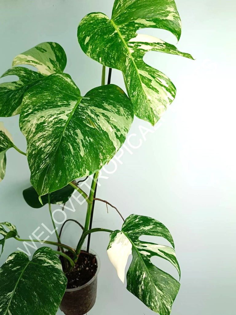 Monstera variegata albo