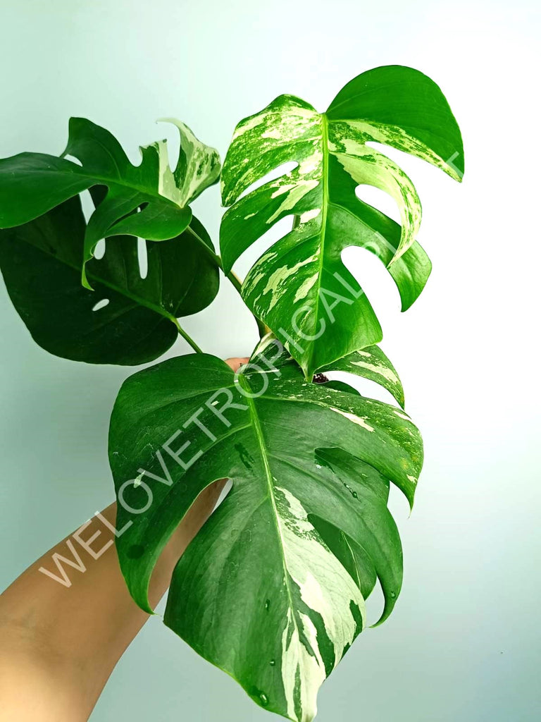 Monstera variegata albo