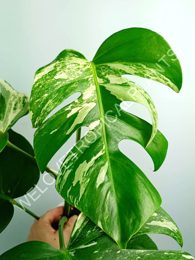 Monstera variegata albo