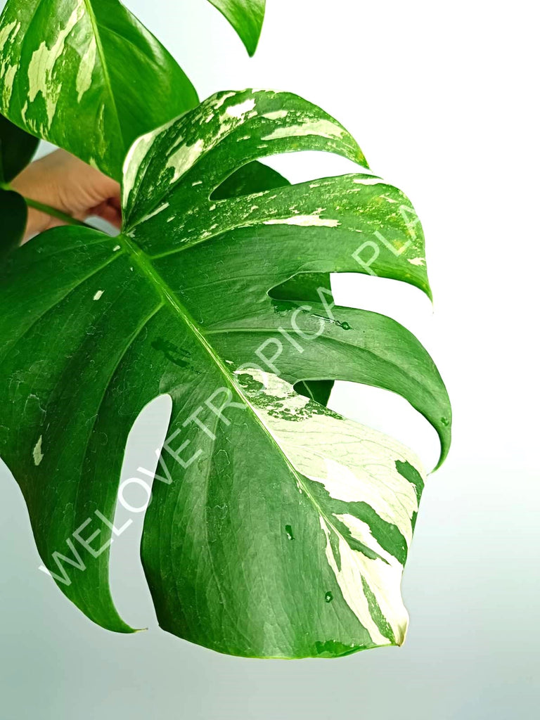 Monstera variegata albo