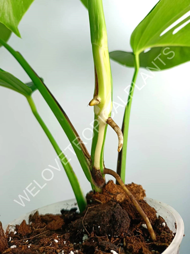 Monstera variegata albo