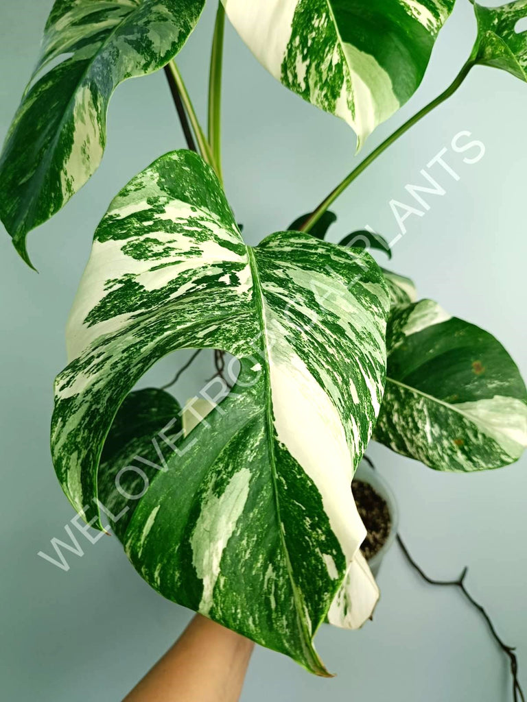 Monstera variegata albo