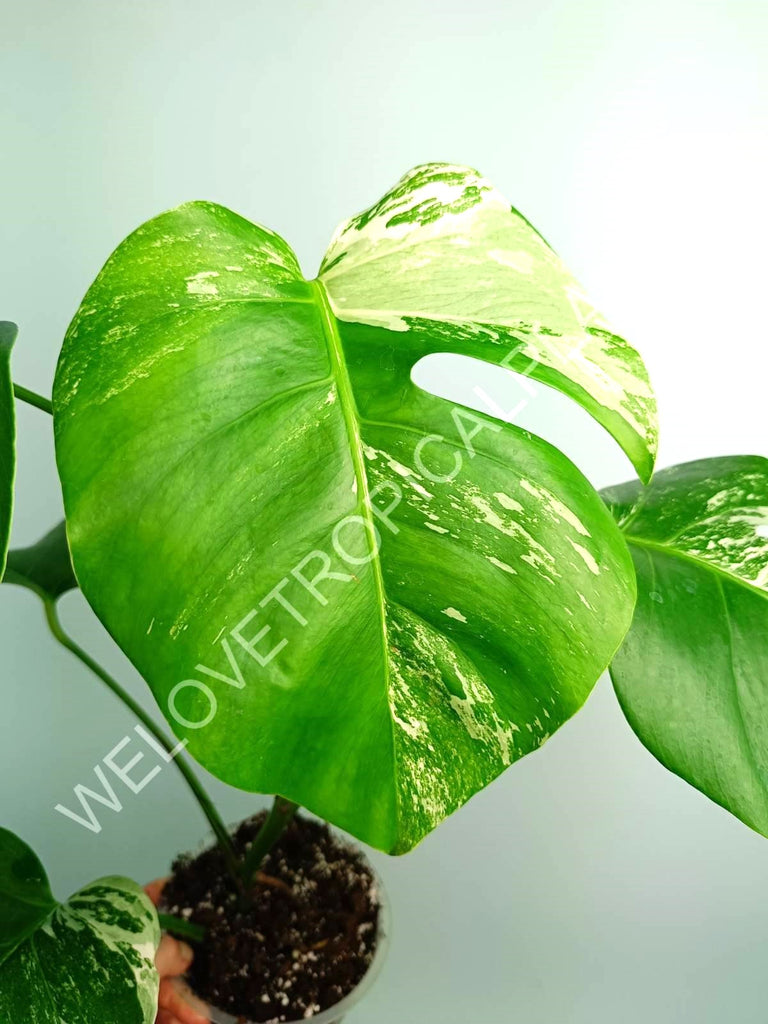 Monstera variegata albo