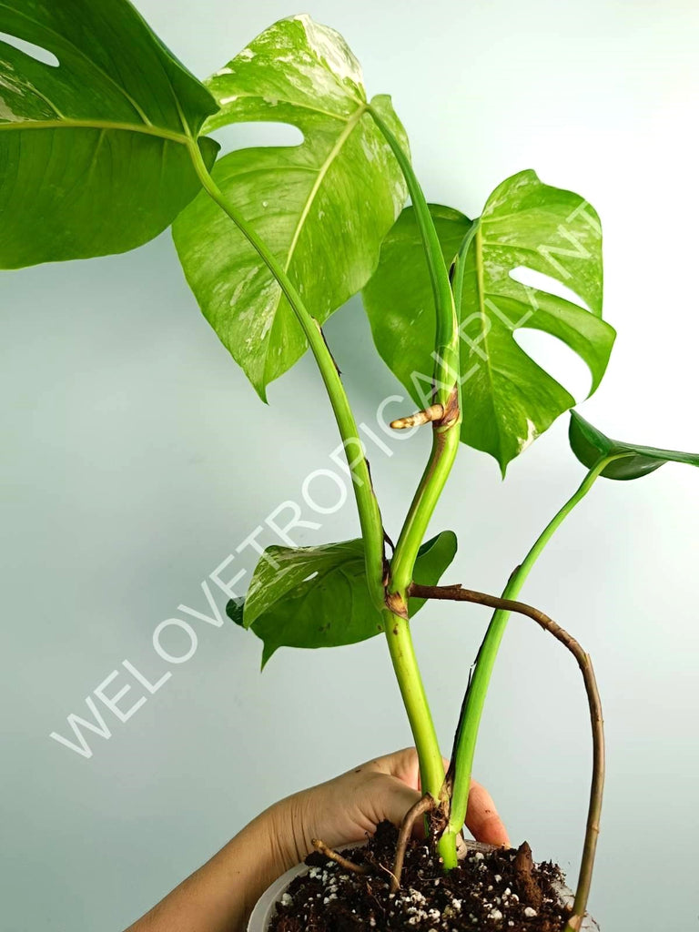 Monstera variegata albo