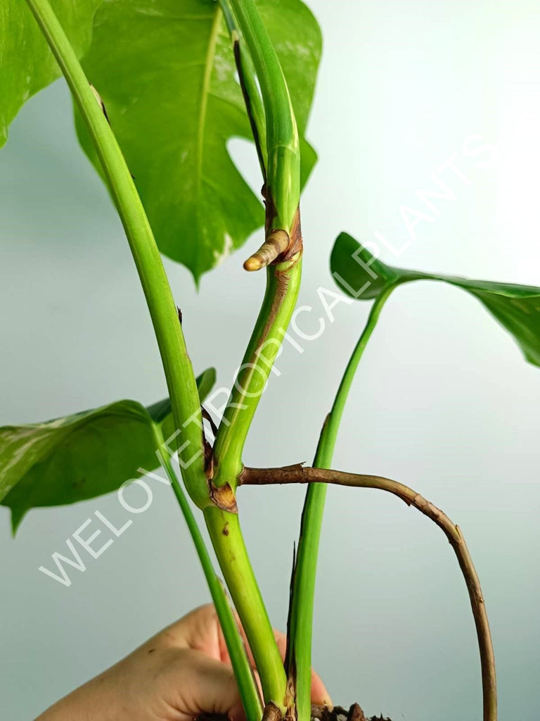 Monstera variegata albo