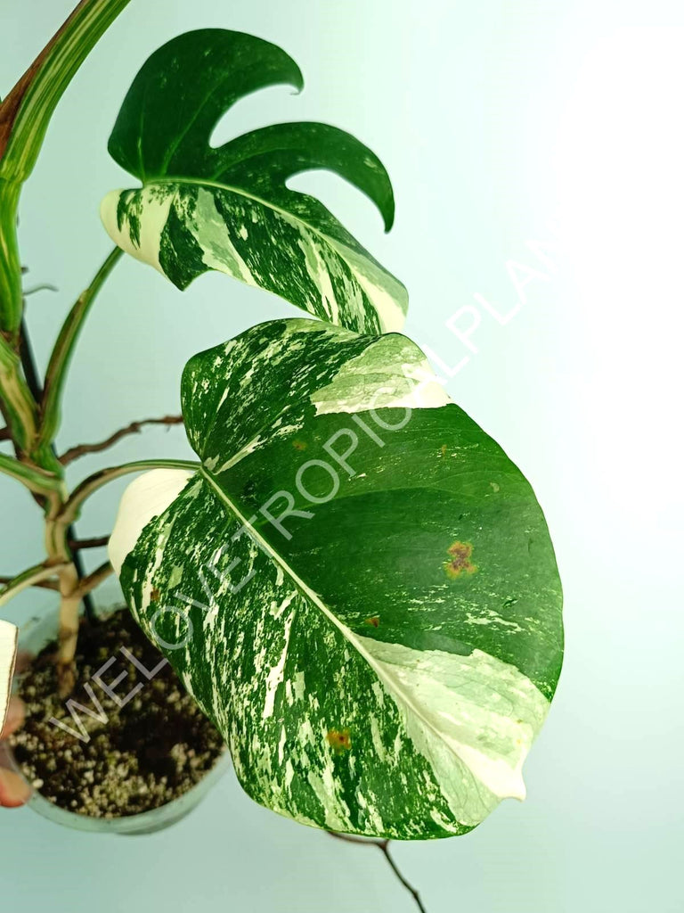 Monstera variegata albo