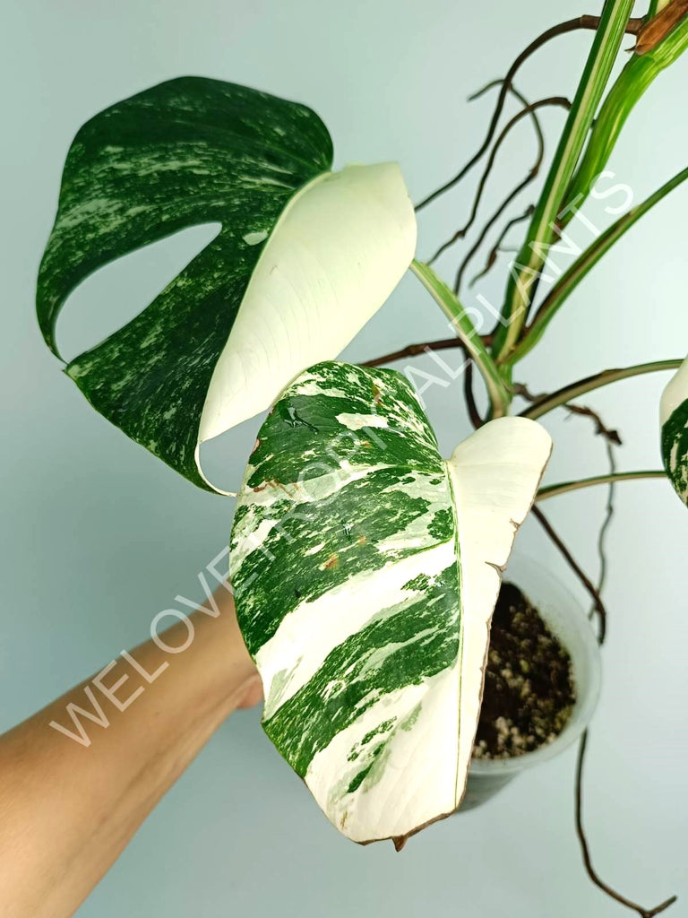 Monstera variegata albo