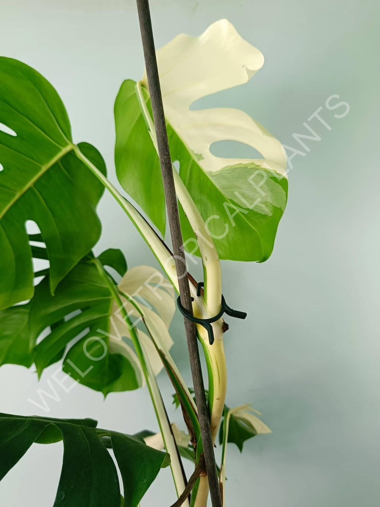 Monstera variegata albo SOLID WHITE