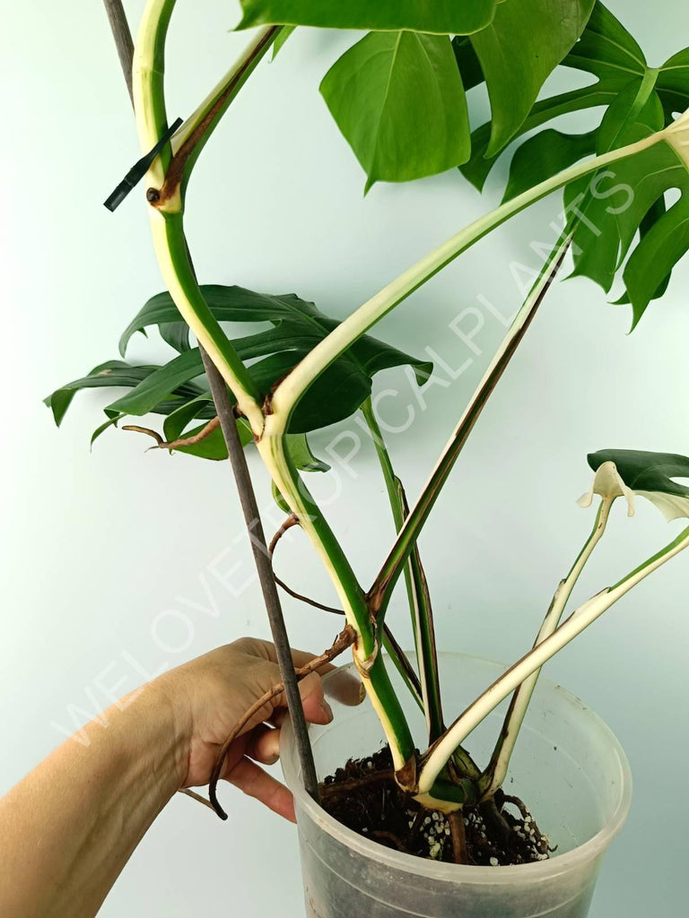 Monstera variegata albo SOLID WHITE