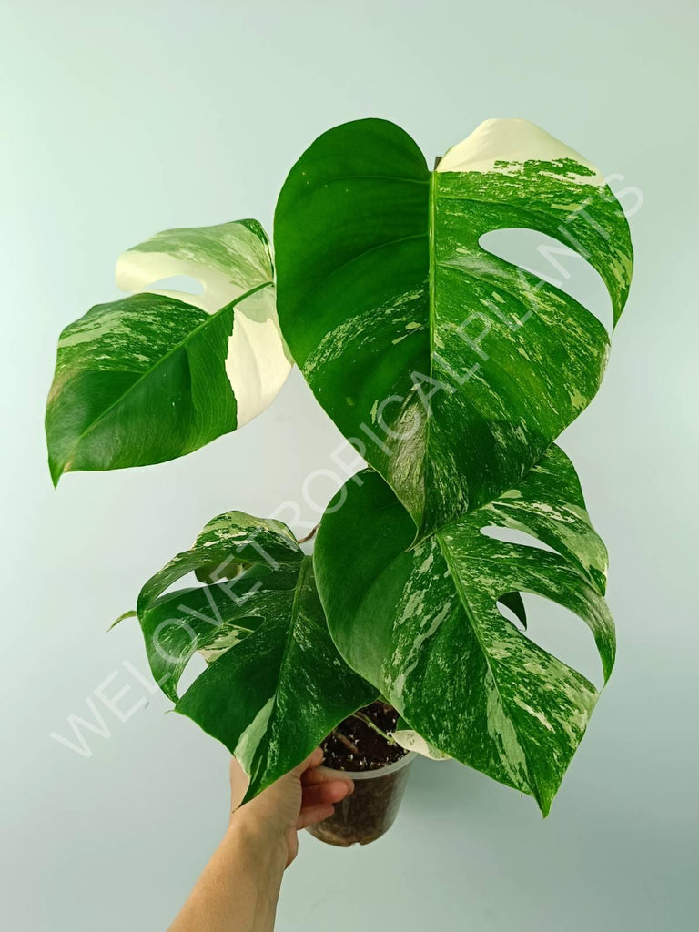 Monstera variegata albo