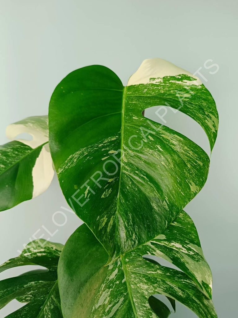 Monstera variegata albo