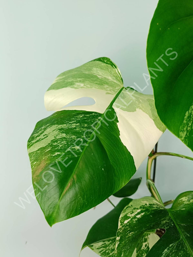 Monstera variegata albo