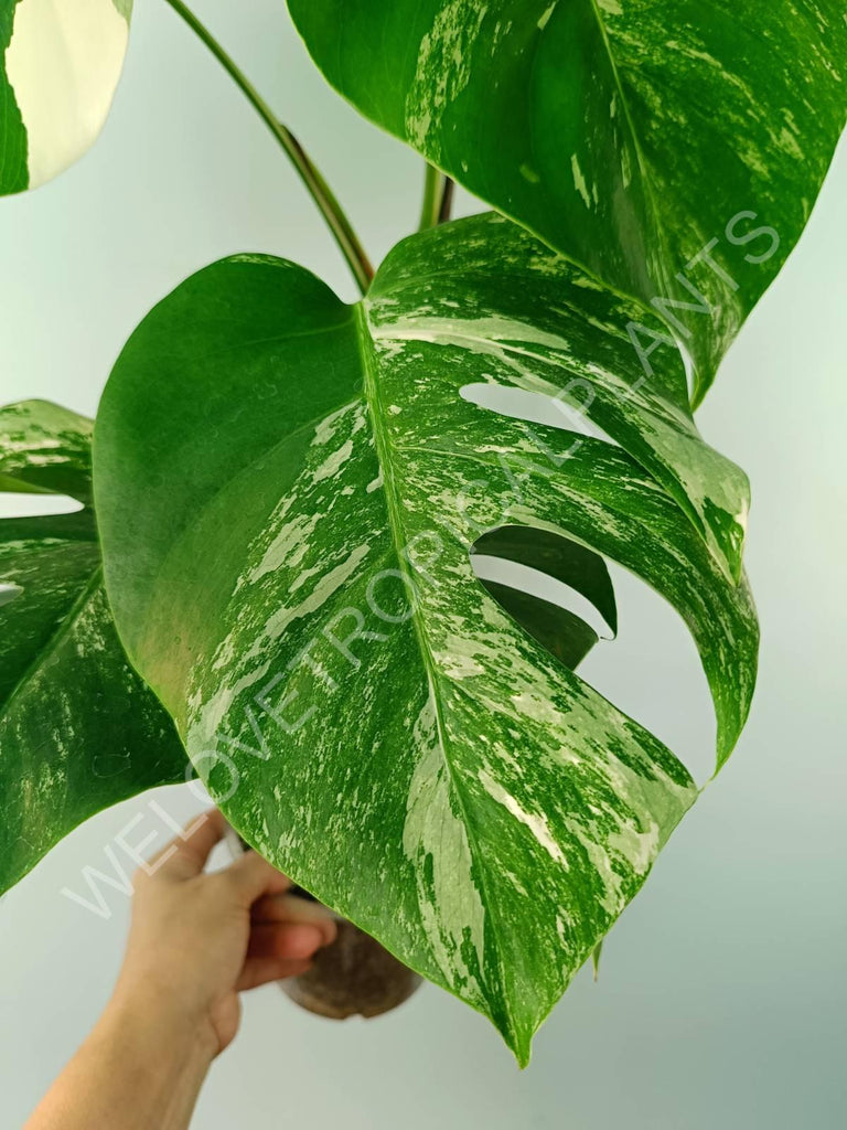 Monstera variegata albo