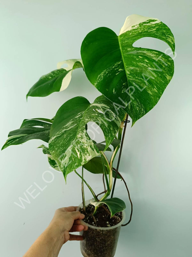 Monstera variegata albo