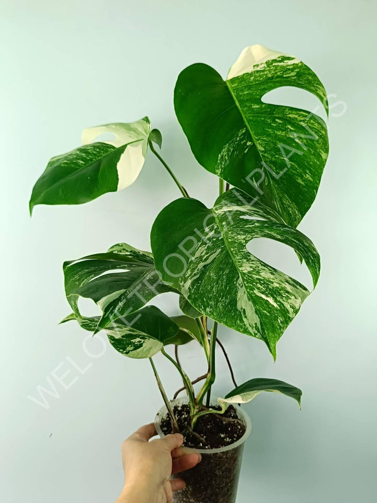 Monstera variegata albo