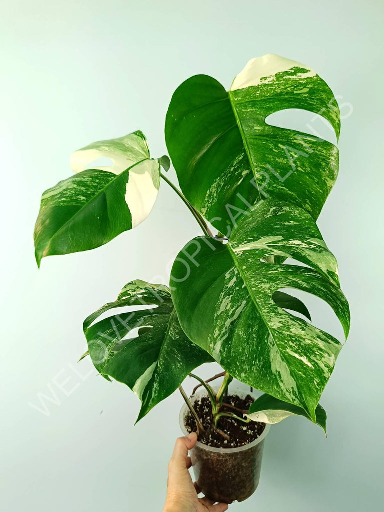 Monstera variegata albo