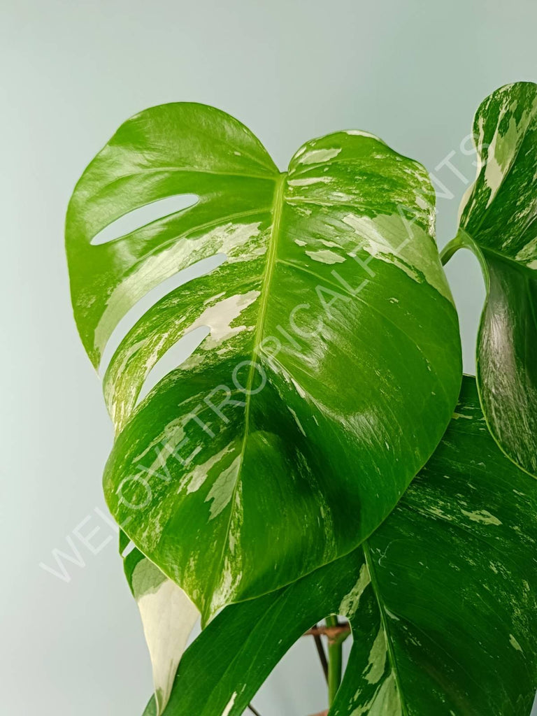 Monstera variegata albo