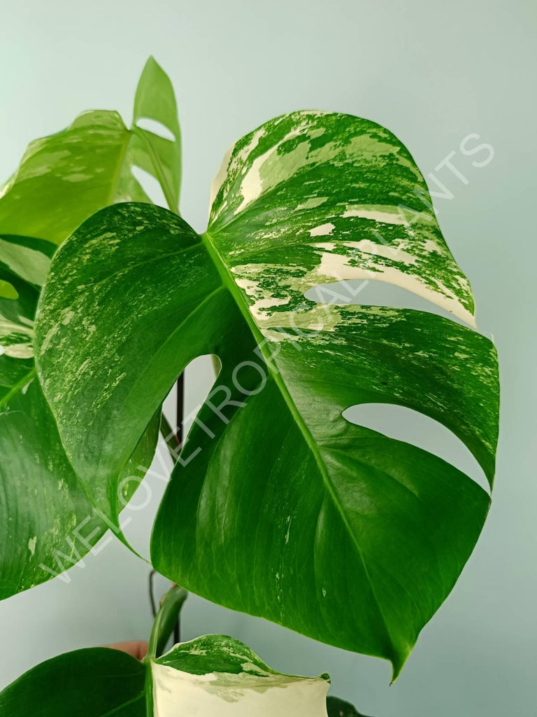 Monstera variegata albo