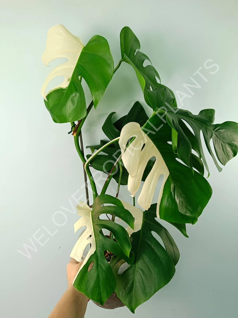 Monstera variegata albo SOLID WHITE