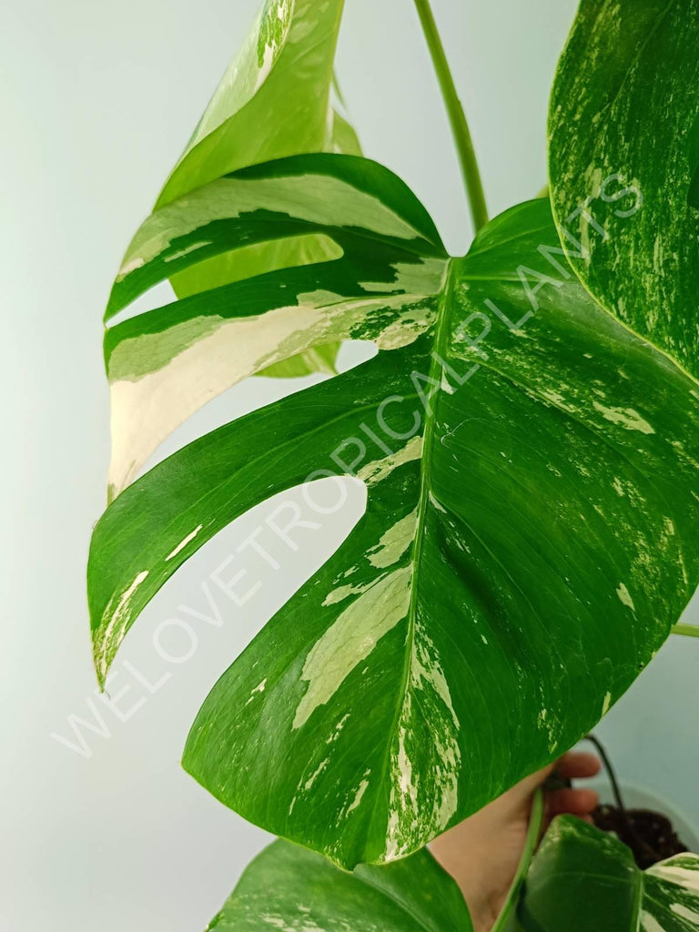 Monstera variegata albo